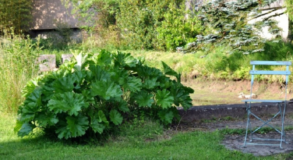 Посадка дармеры щитовидной и уход за растением в саду